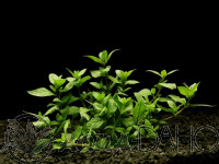 Staurogyne repens